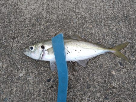 先週のリベンジ